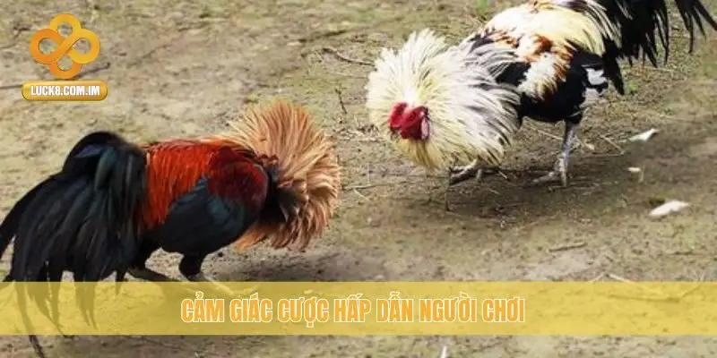 Cảm giác cược hấp dẫn người chơi